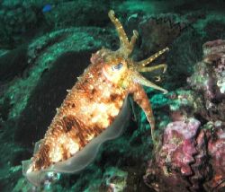 Cuttlefish in War Paint - Thailand Similan Islands by Dale Treadway 